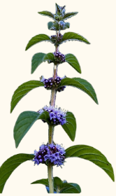 Mentha arvensis